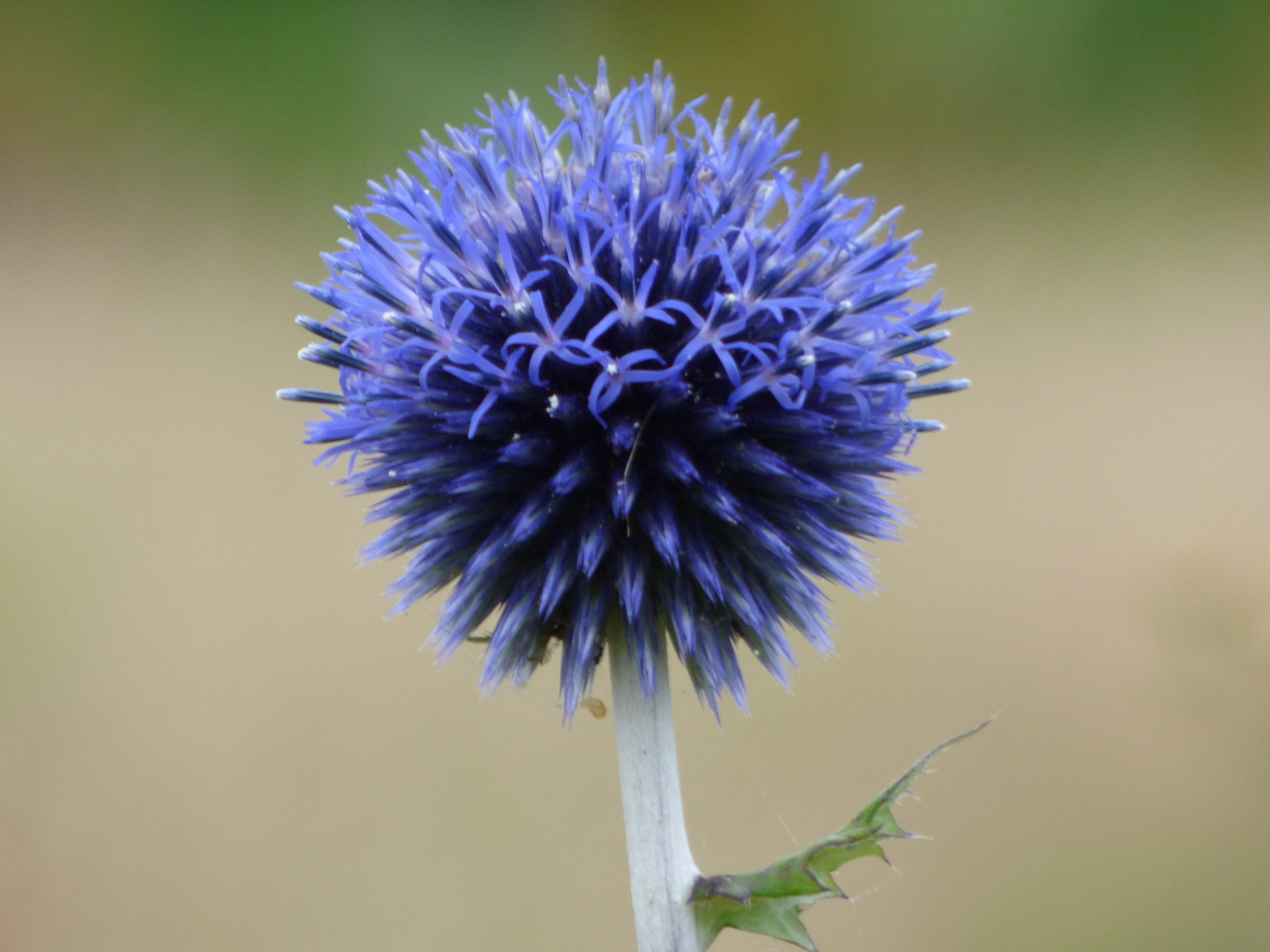 Espèce Menacée - Espèce Protégée