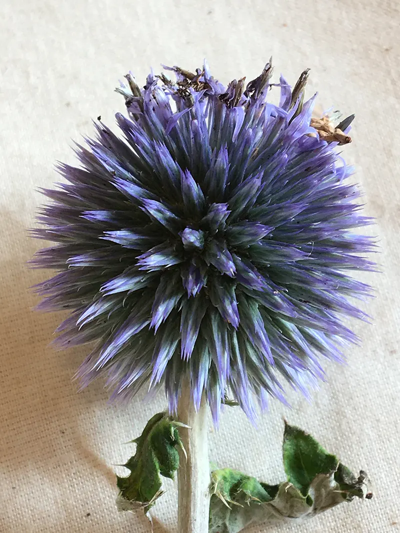 Les Porte-Graines - Echinops Graines
