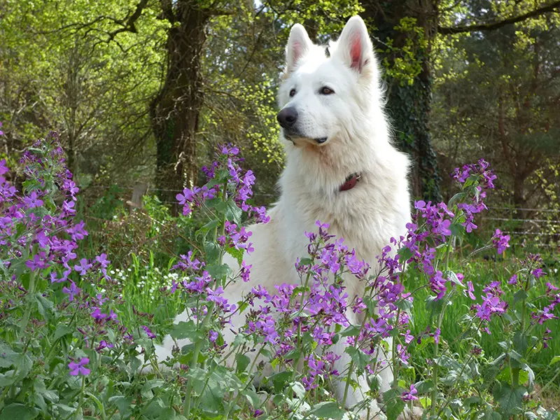 Merlin répond aux questions