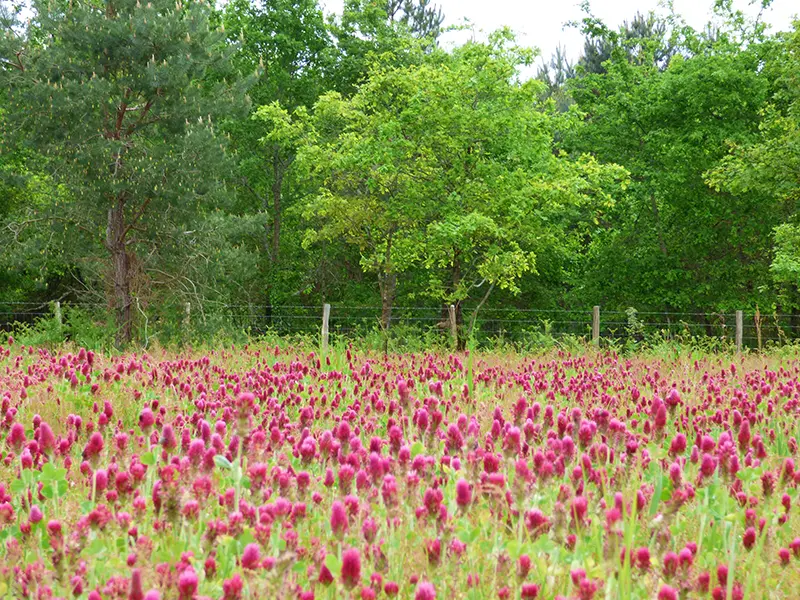 Echinops Graines - La biodiversité