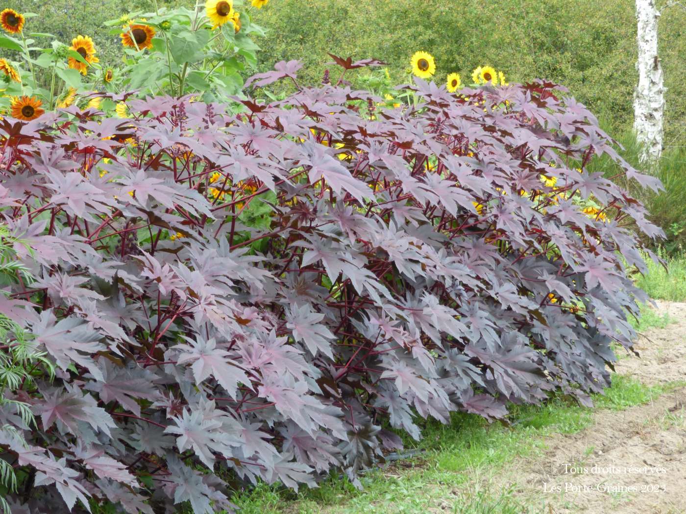 FERTILISANT TOURTEAU DE RICIN, plante en ligne